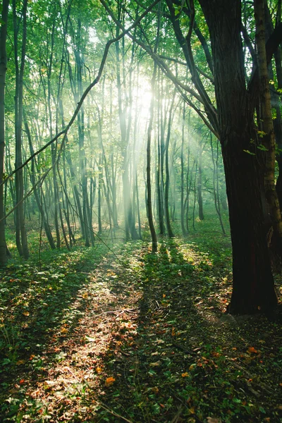 Rayons de soleil entre les arbres dans la forêt — Photo