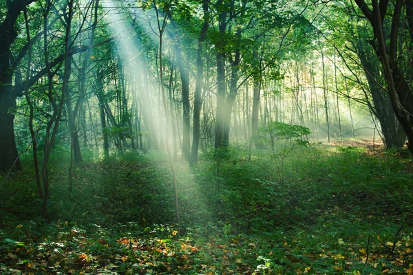 Raios solares entre árvores na floresta — Fotografia de Stock