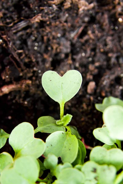 Planta verde do coração brotando no jardim — Fotografia de Stock