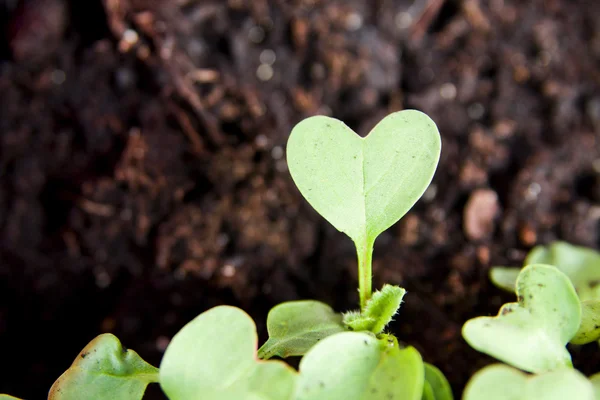 Green heart plant sprouting in garden — Stock Photo, Image