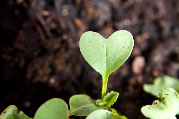 พืชหัวใจสีเขียวงอกในสวน — ภาพถ่ายสต็อก