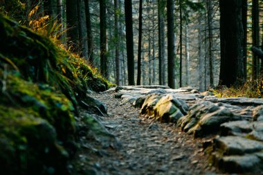 dağ ladscape yol ve ağaçlar