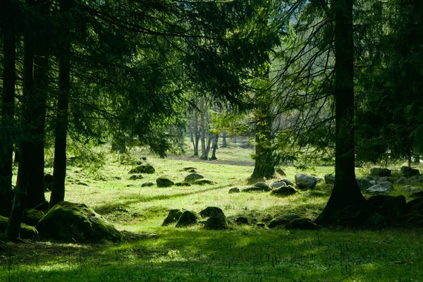 Paisagem verde com árvores — Fotografia de Stock