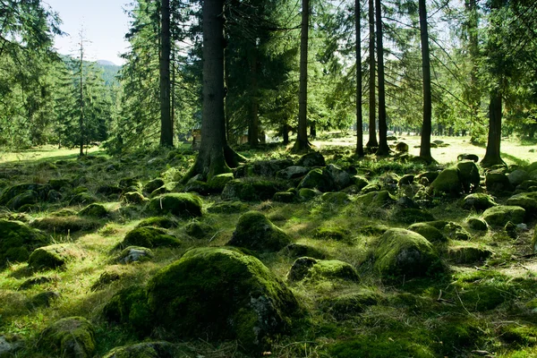 Paysage vert avec arbres — Photo