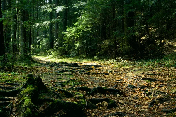 Paisagem verde com árvores e caminho — Fotografia de Stock
