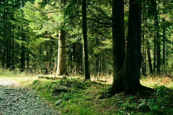 Paysage vert avec arbres et sentier — Photo