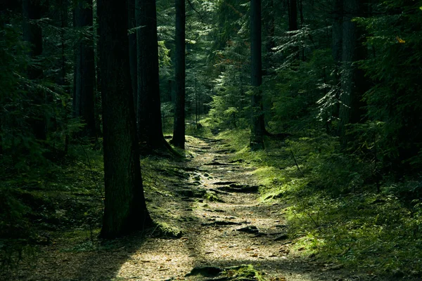 Paesaggio verde con alberi e sentiero — Foto Stock