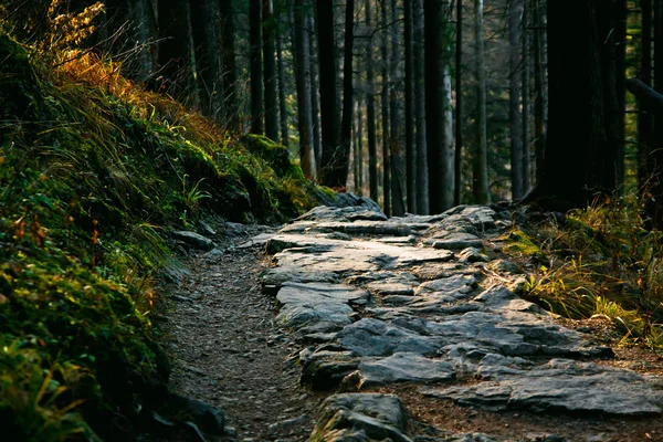 Ladscape montanha com caminho e árvores — Fotografia de Stock