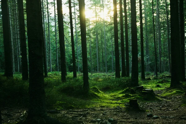 Paysage forestier avec arbres — Photo