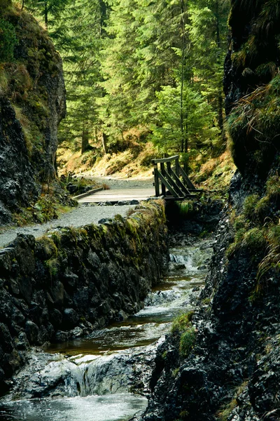 Paisagem verde com árvores caminho e rio — Fotografia de Stock