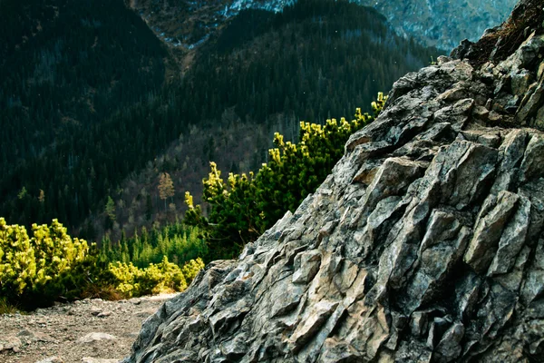 Berg landskap med träd — Stockfoto