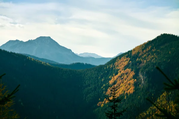 Гірський краєвид з деревами — стокове фото