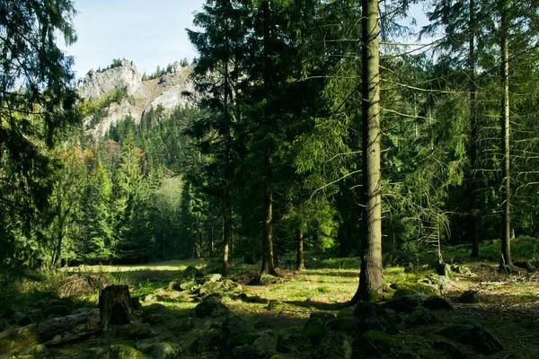나무와 산 녹색 풍경 — 스톡 사진