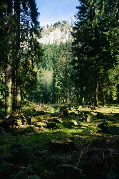 Zelená krajina se stromy a horami — Stock fotografie