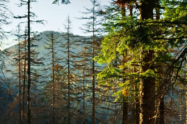 Ladscape montanha com árvores — Fotografia de Stock