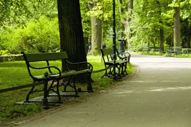 yeşil park Bench
