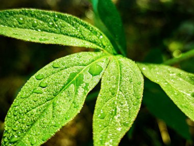 Green fresh leafes growing stalks with morning water drops