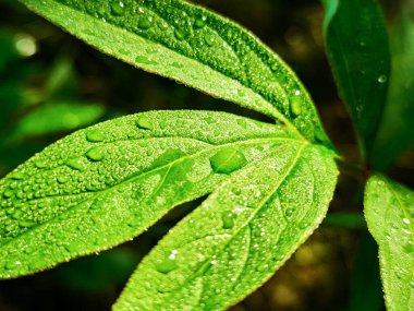 Green fresh leafes growing stalks with morning water drops