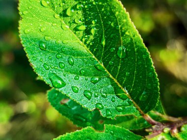 Green fresh leafes growing stalks with morning water drops
