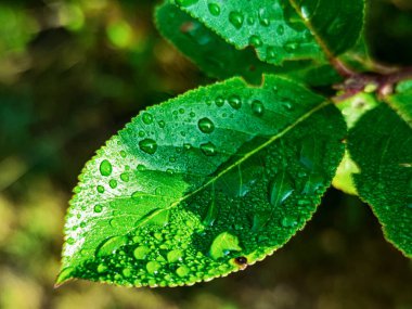Green fresh leafes growing stalks with morning water drops