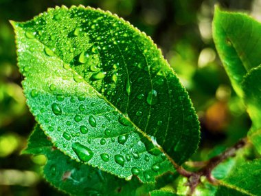 Green fresh leafes growing stalks with morning water drops