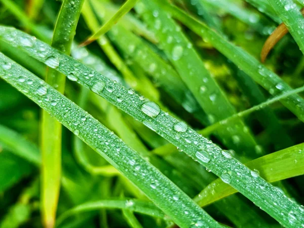 Green fresh leafes growing stalks with morning water drops