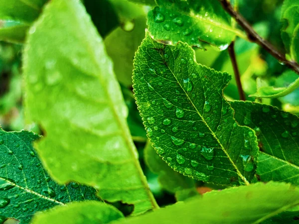 Green Fresh Leafes Growing Stalks Morning Water Drops — Stock Photo, Image