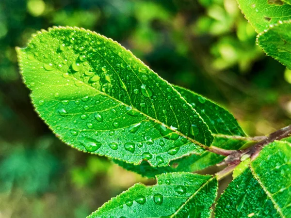 Green fresh leafes growing stalks with morning water drops