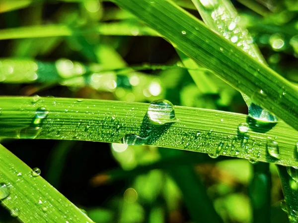 Green Fresh Leafes Growing Stalks Morning Water Drops — Stock Photo, Image