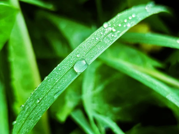 Green Fresh Leafes Growing Stalks Morning Water Drops — ストック写真