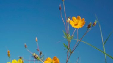 Sarı tarla çiçekleri dağ manzarasında rüzgarda sallanıyor, Mon Jam Tayland