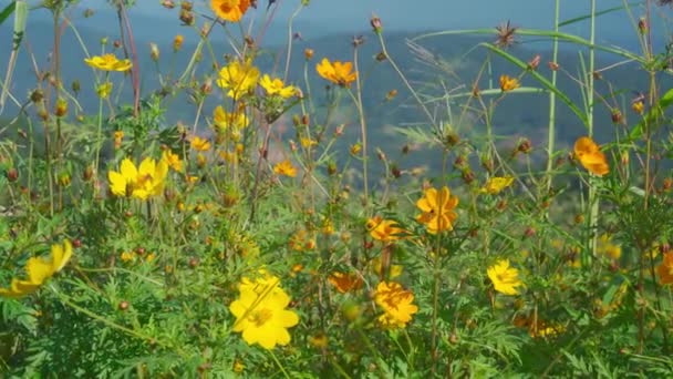 Желтые Полевые Цветы Развеваются Ветру Горном Ландшафте Mon Jam Thailand — стоковое видео