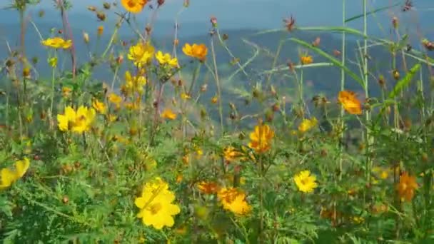 Gula Fält Blommor Svajar Vinden Vid Bergslandskapet Mon Jam Thailand — Stockvideo