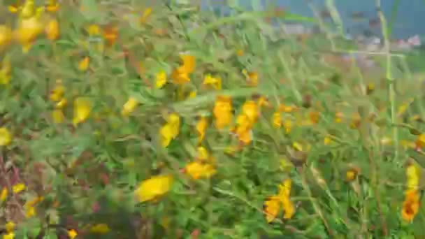 Champ Jaune Fleurs Balancent Dans Vent Paysage Montagne Mon Jam — Video