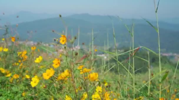 Yellow Field Flowers Sway Wind Mountain Landscape Mon Jam Thailand Royalty Free Stock Footage