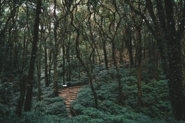 Tayland 'daki Doi Inthanon Ulusal Parkı' ndaki Orman Manzarası
