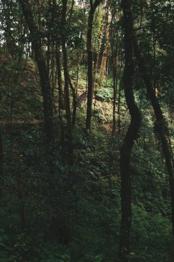 Tayland 'daki Doi Inthanon Ulusal Parkı' ndaki Orman Manzarası