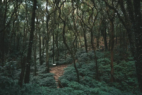 Τοπίο Του Δάσους Ζούγκλα Doi Inthanon Εθνικό Πάρκο Στην Ταϊλάνδη — Φωτογραφία Αρχείου