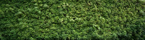 Ένα Πράσινο Φόντο Τοίχου Κατασκευασμένο Από Φυσικά Φυτά — Φωτογραφία Αρχείου