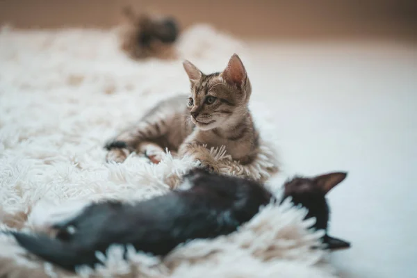 2つの子猫は白いふわふわのカーペットの上に横たわっています — ストック写真