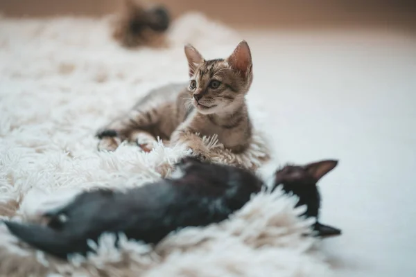 Zwei Kätzchen Liegen Auf Weißem Flauschigem Teppich — Stockfoto