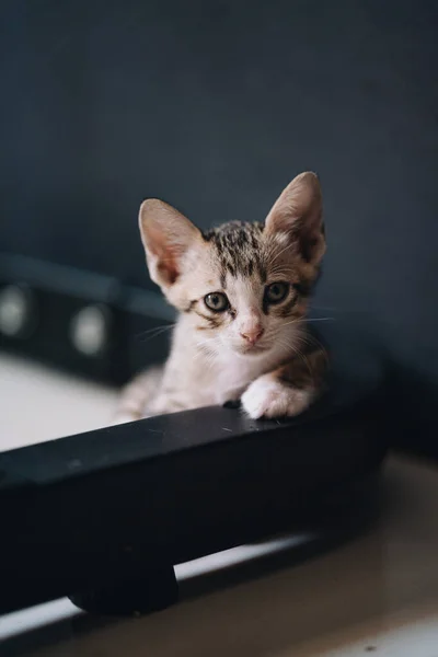 Porträt Eines Kleinen Kätzchens Das Die Kamera Blickt — Stockfoto