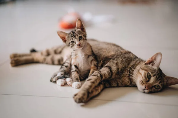 Portrait Small Kitten Looking Camera — Stock Photo, Image