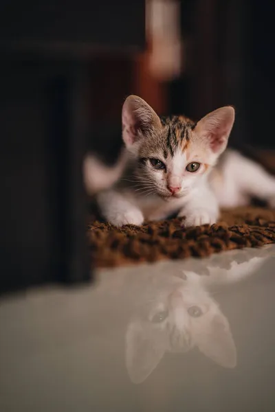 Ritratto Piccolo Gattino Che Guarda Camera — Foto Stock