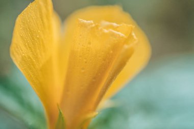 Close-up of tropical yellow flower with water drops on petals