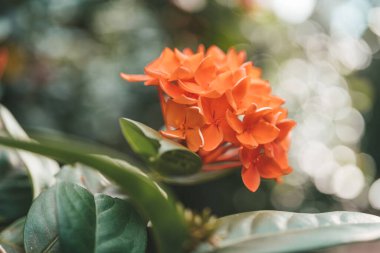Orange flowers of jungle geranium in Thailand