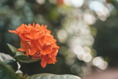 Orange flowers of jungle geranium in Thailand