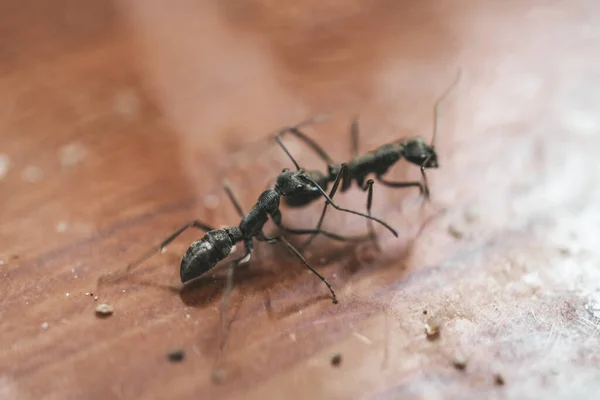 Black garden ant or common black ant on wood