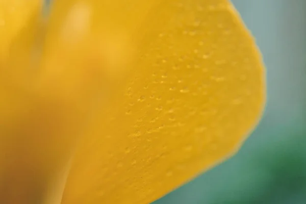 Close Tropical Yellow Flower Water Drops Petals — Stok fotoğraf