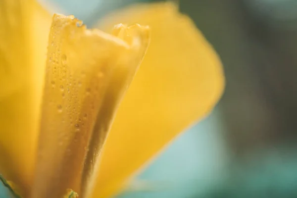 Close Tropical Yellow Flower Water Drops Petals — Stok fotoğraf